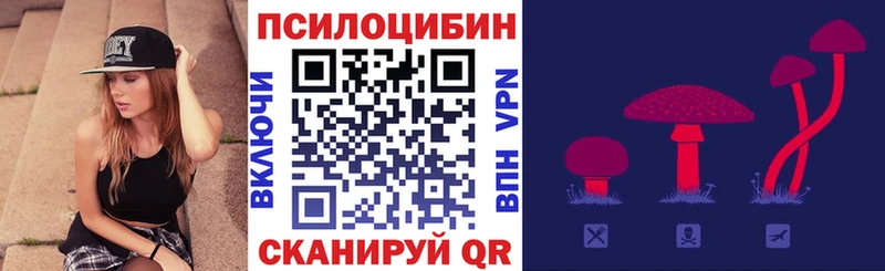 где продают   Бородино  Псилоцибиновые грибы Cubensis 